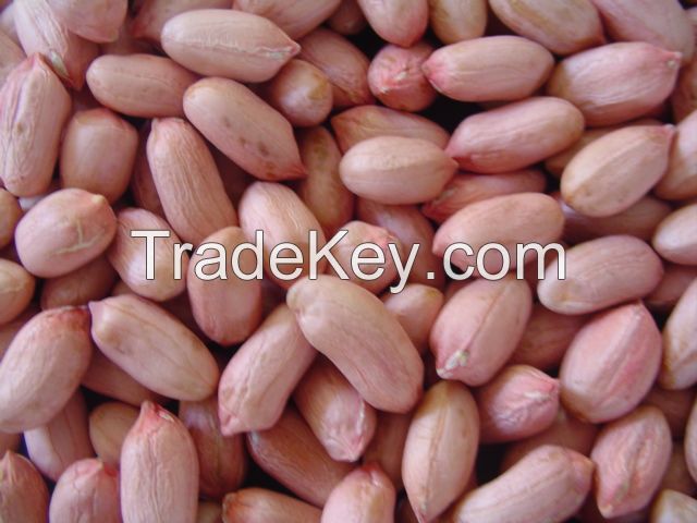 Groundnut kernel