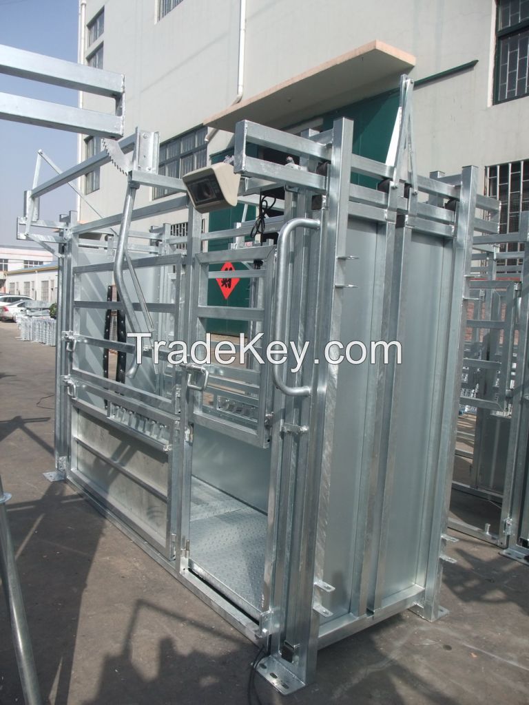 powder coated or galvanised heavy duty cattle squeeze chute