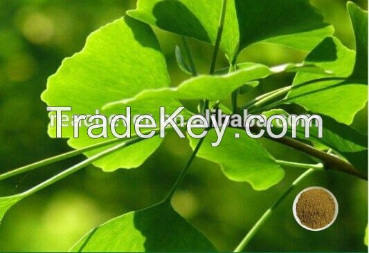 GINKGO BILOBA EXTRACT flavones 24% lactones 6% ginkgo biloba extract supplier