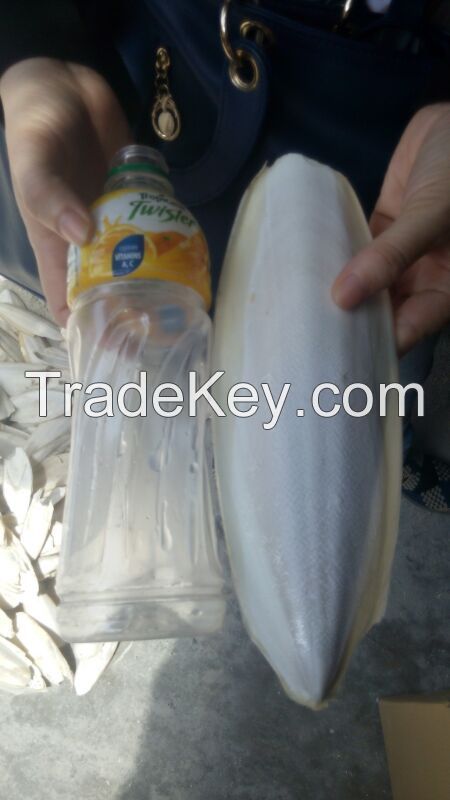 Cuttlefish bone