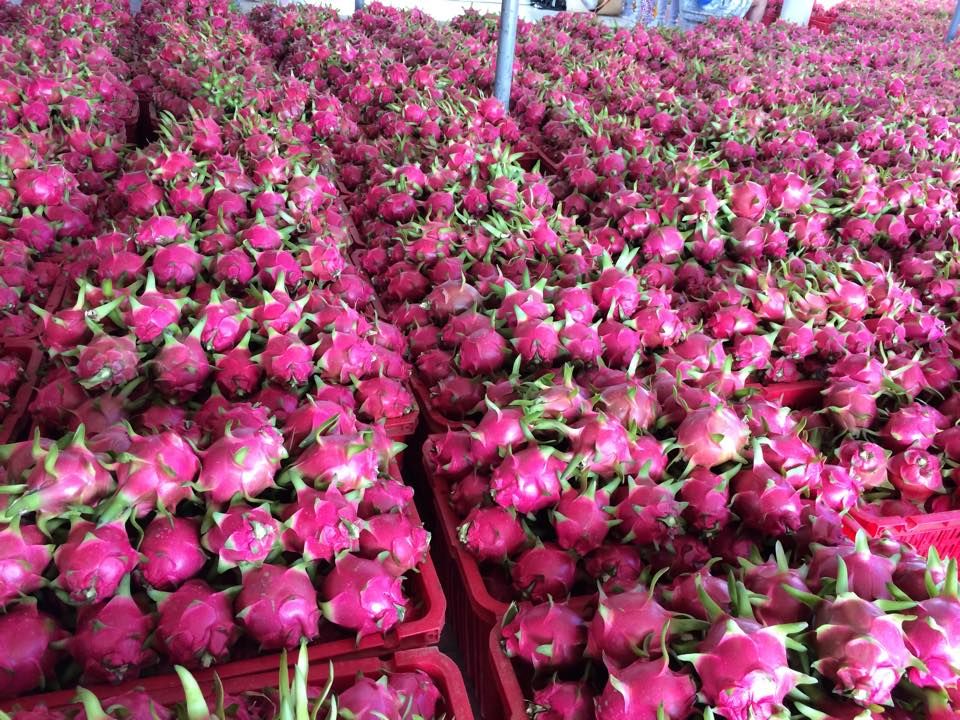 Delicious Dragon Fruits For Sales From Vietnam