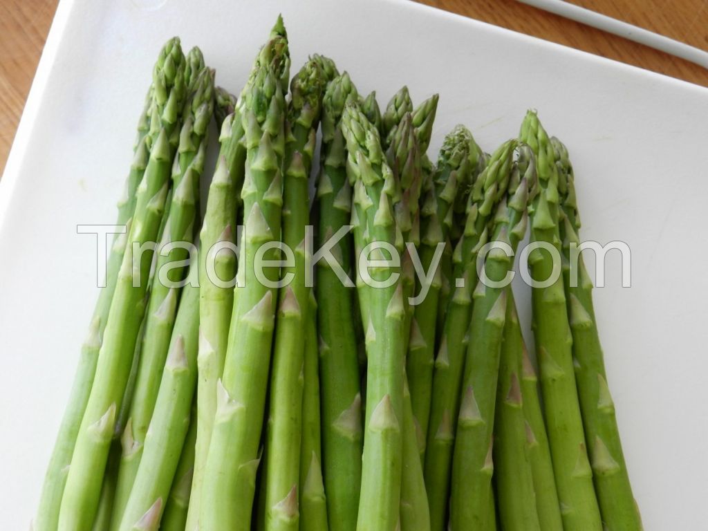 Asparagus For Sale With Special Price