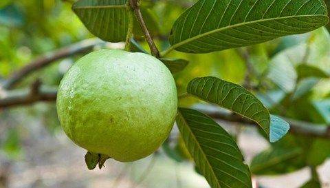 Guava vietnam with hot price