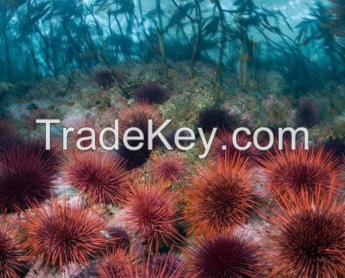 Sea Urchin, Sea Cucumber