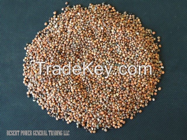 Sorghum