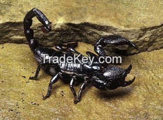 Black Scorpions For Sale 100-500gm