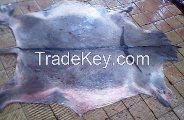 Quality 100% Wet and Salted Donkey Hides and Cow Hides