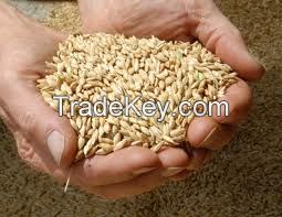 yellow millet