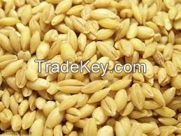 yellow millet