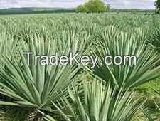 Sisal fiber