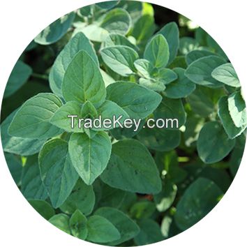 Greek Organic Oregano