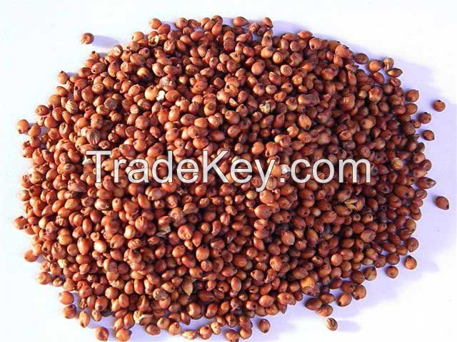 RED SORGHUM