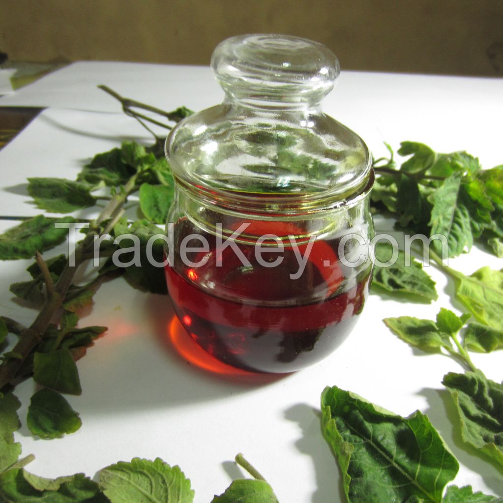 Patchouli Oil