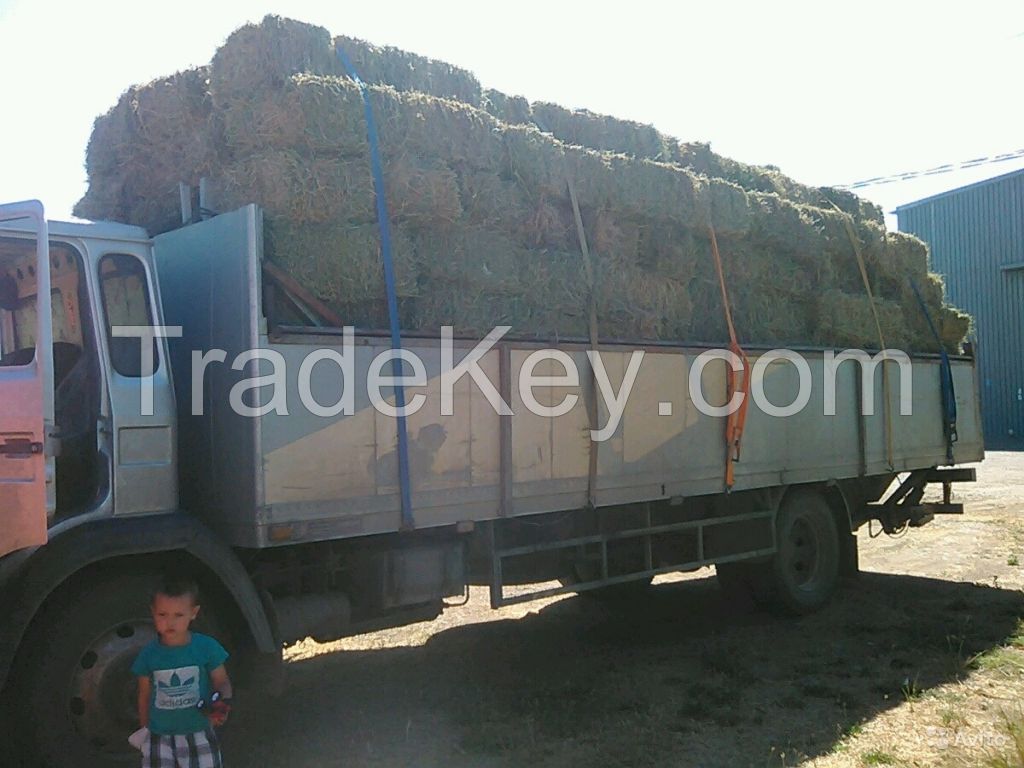 We Offer ALFALFA HAY Top Quality!!!