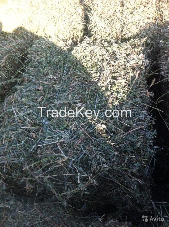 We Offer ALFALFA HAY Top Quality!!!