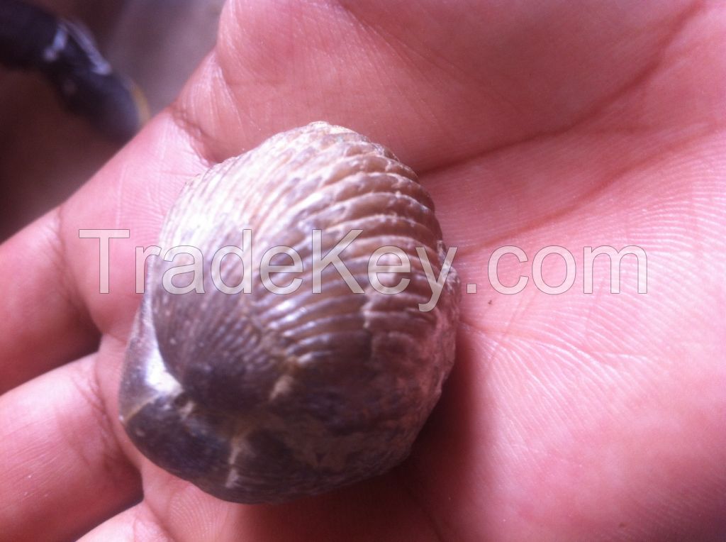 Fossilized sea shells ( Silicified Ammonite )
