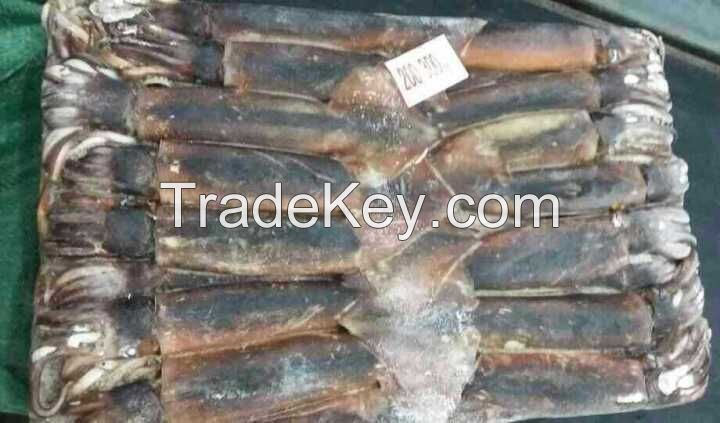 Health Food Frozen Illex Squid With High