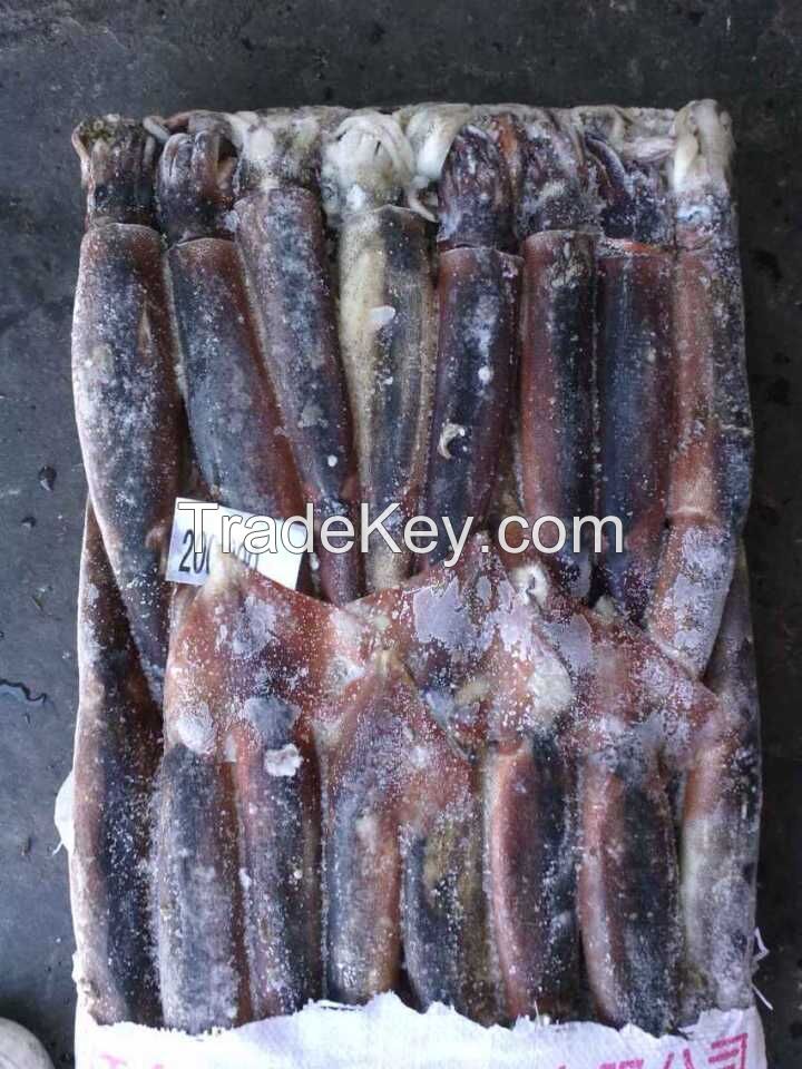 Health Food Frozen Illex Squid With High