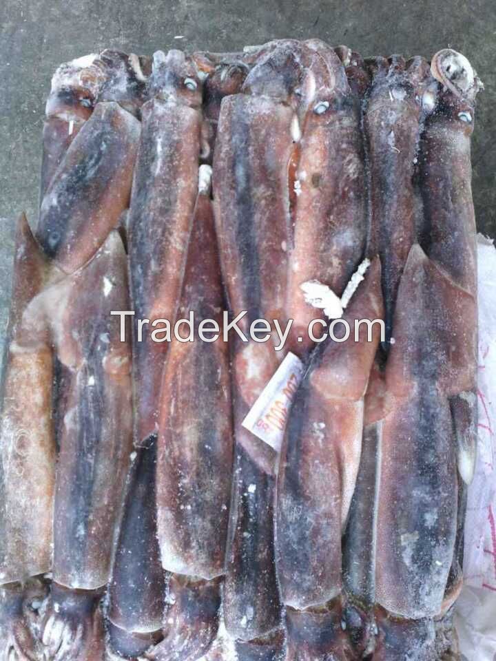 Health Food Frozen Illex Squid With High