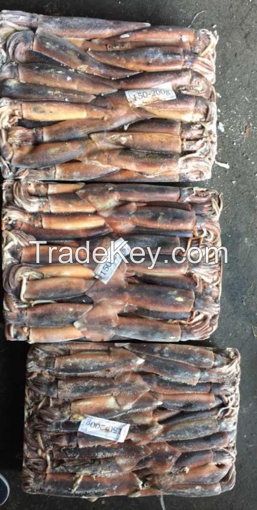 Frozen Illex Squid 100-150g,