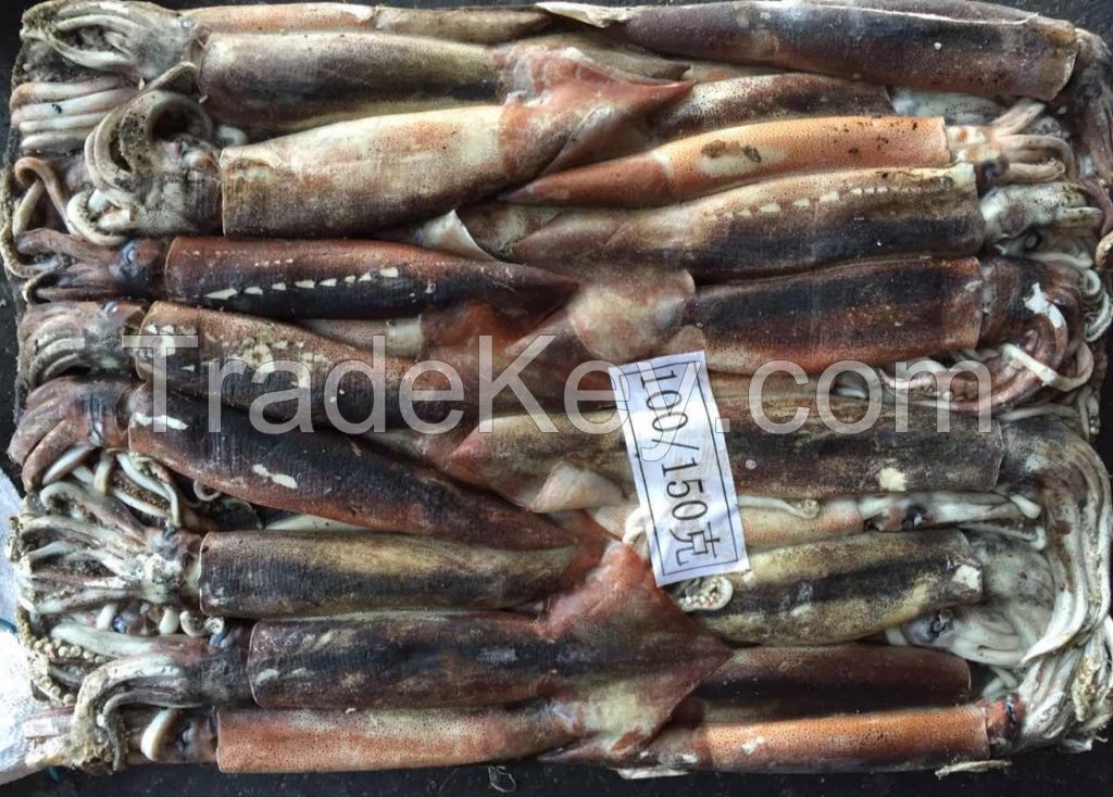 Frozen Illex Squid 100-150g,