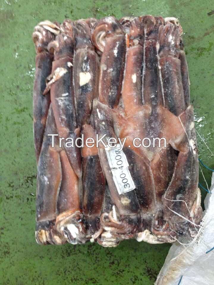 Frozen Illex Squid 300-400g