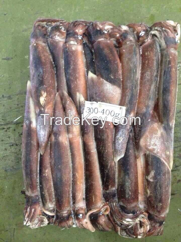 Frozen Illex Squid 300-400g