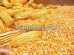 MAIZE , YELLOW CORN