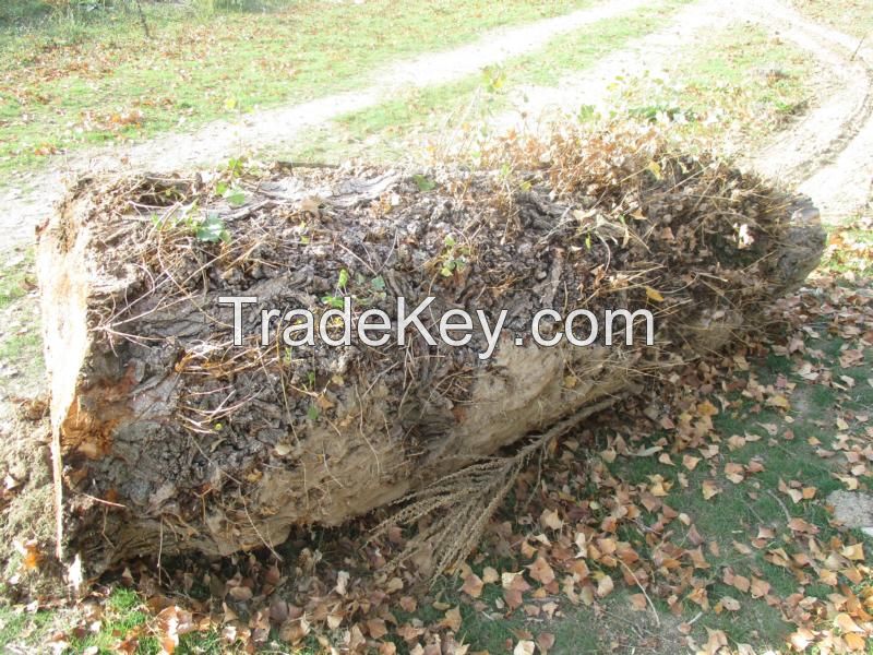 Poplar burl Logs wood Pappel Maser StÃ¤mme Holz