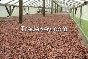 NATURALLY DRIED COCOA BEANS FROM CAMEROON