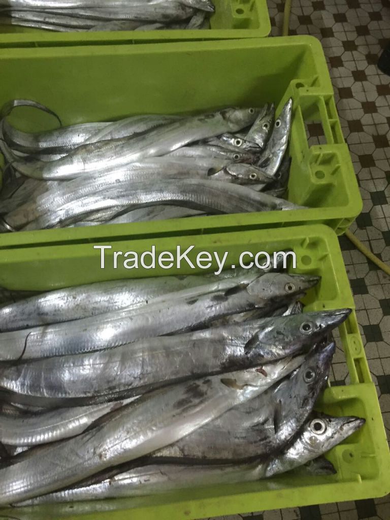 frozen  in bulk ribbon fish