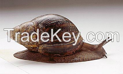 Supplier Snail / Escargot From Indonesia