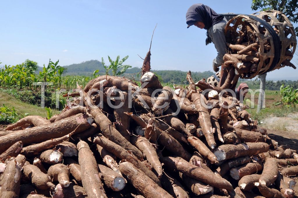 Fresh Cassava, Dried Cassava, Fresh Tapioca, Cassava / Tapioca Starch, Cassava / Tapioca Chips, Cassava / Tapioca Flour, Mocaf Flour