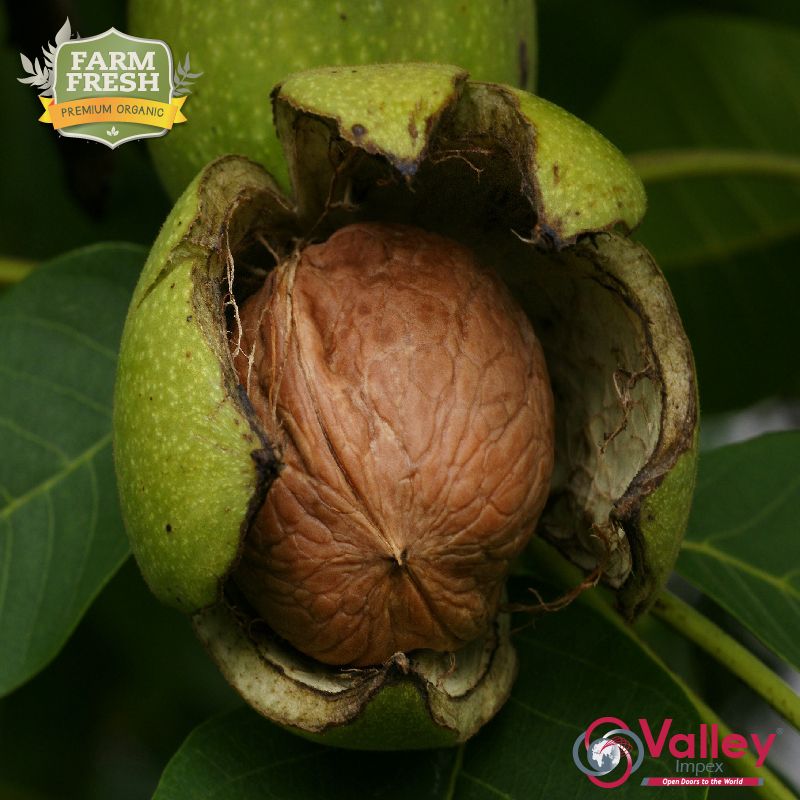 Walnut Shelled Organic Kashmiri Akhrot Premium Grade