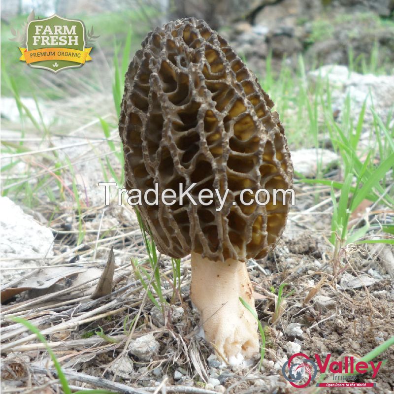 Dried Morel Mushroom Organic Kanguch Permium Grade