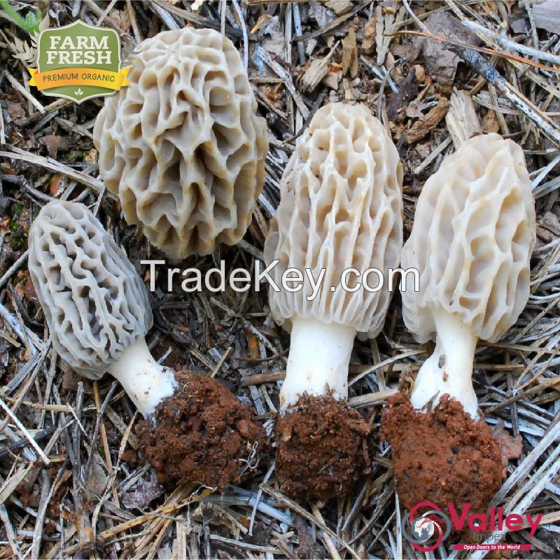 Dried Morel Mushroom Organic Kanguch Permium Grade