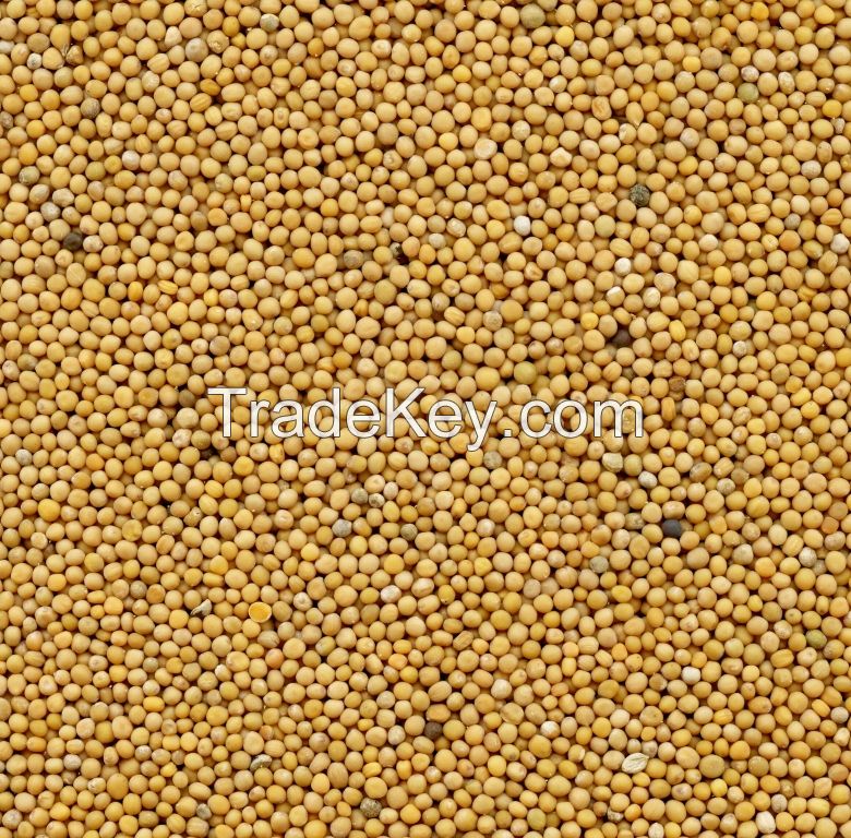 Mustard seeds (Sinapis alba)