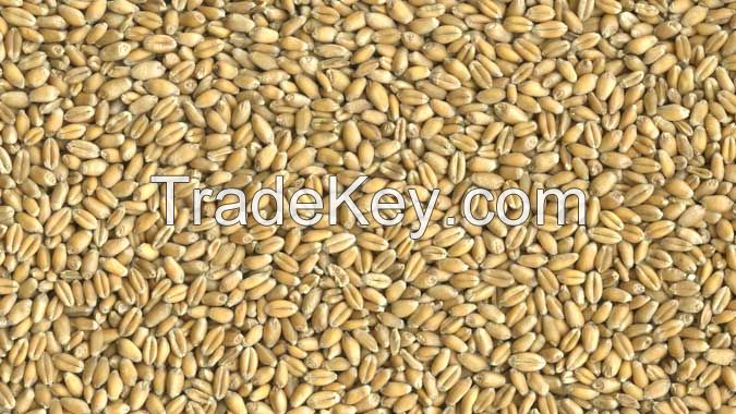 Wheat milling and feed