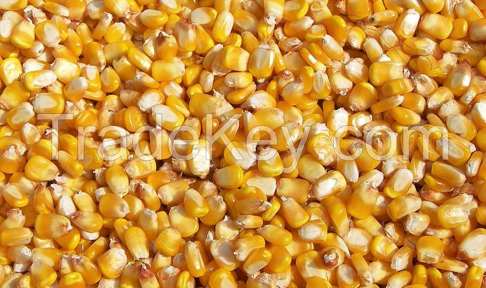 Corn