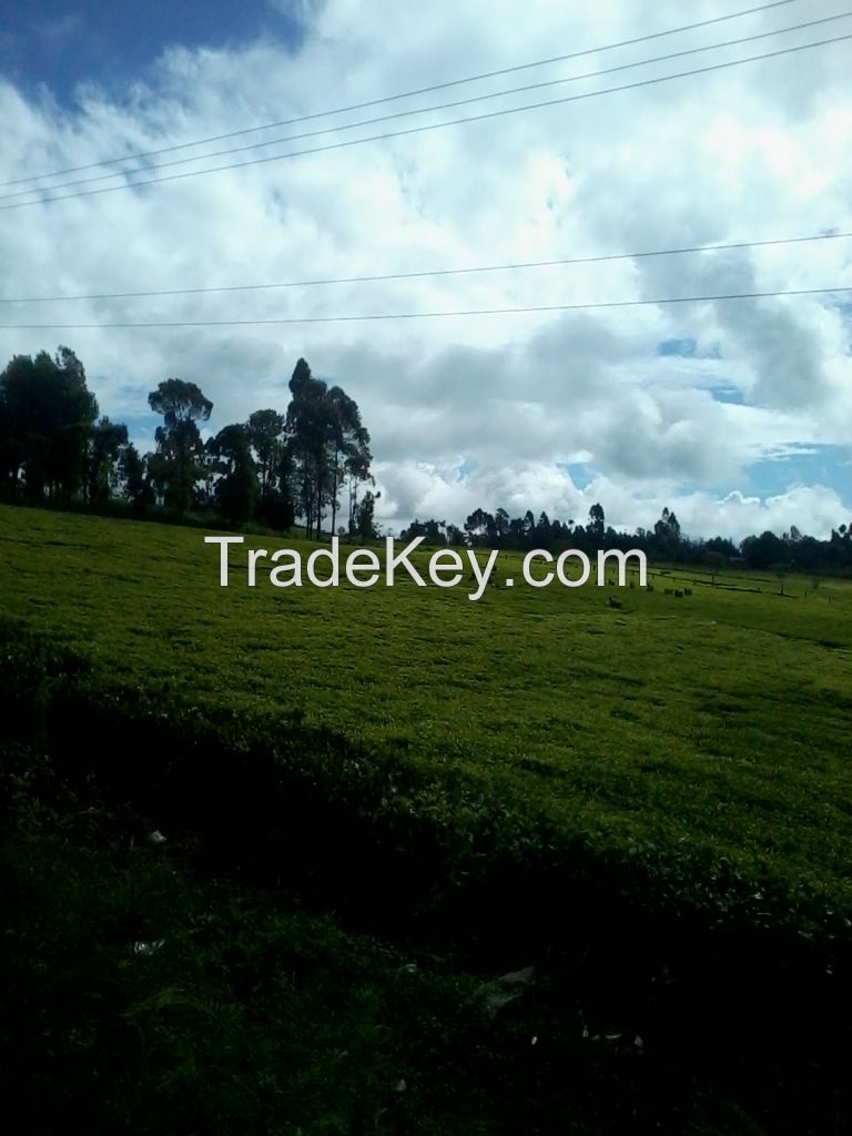 Kenya ctc Black tea premium tea