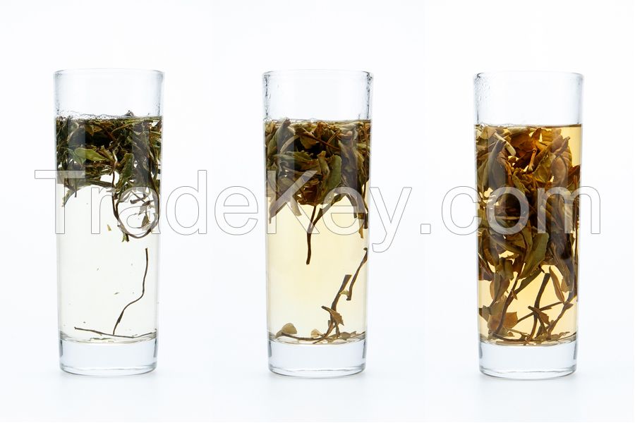 Finch White Tea White Peony Tea (Bai Du Dan)