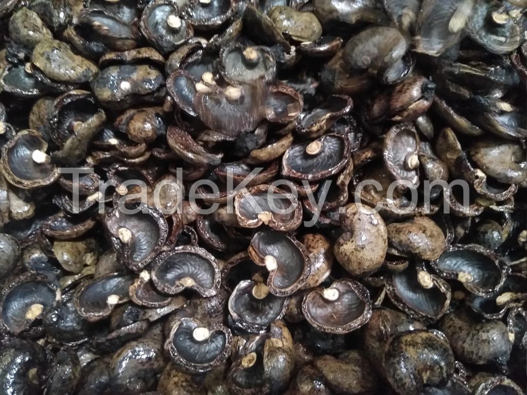 Cashew Nut Shells 