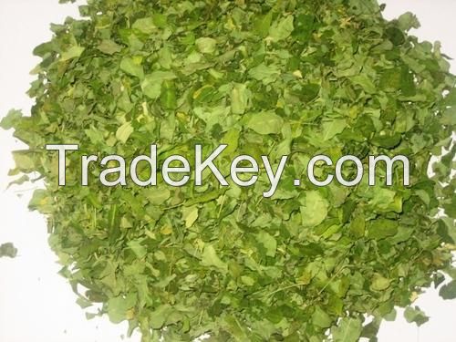 Moringa Dry Leaves and Moringa Leaves Powder Supplier