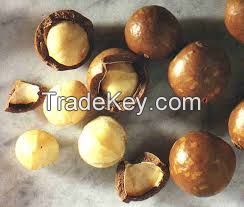 Macademia Nuts Exporter
