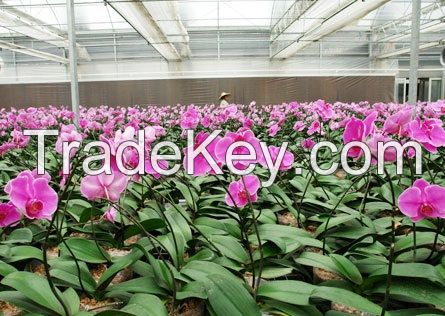 High-Grade and Beautiful Flower Greenhouse