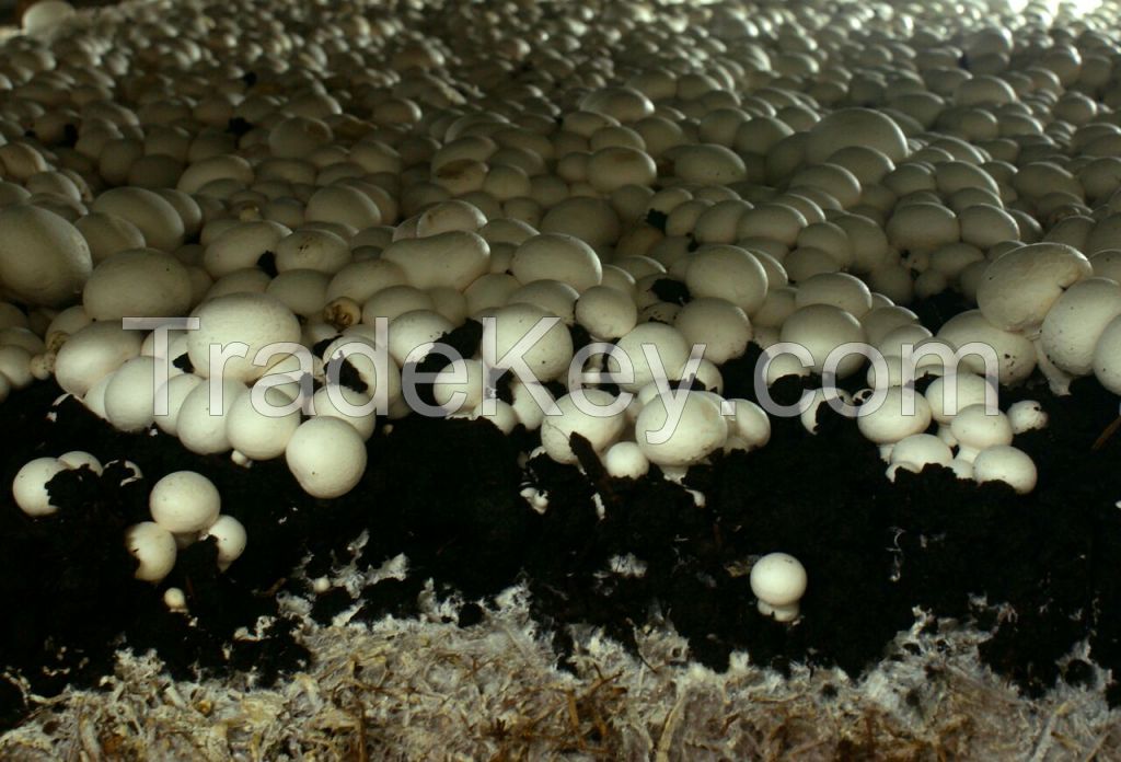 White Mushrooms Blanched