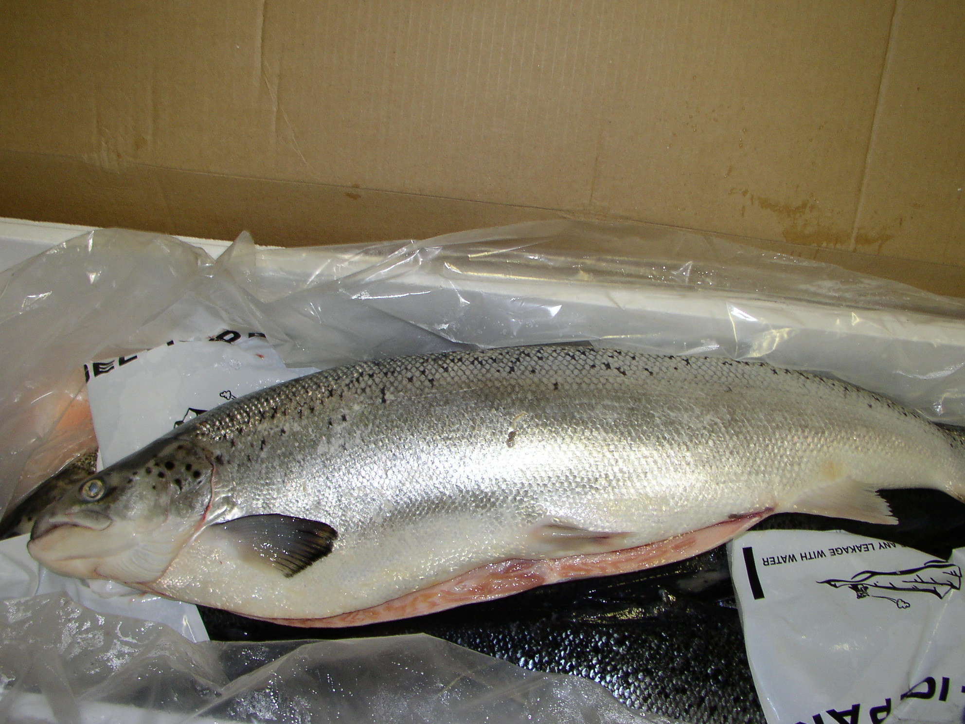 Atlantic fresh salmon, sashimi quality