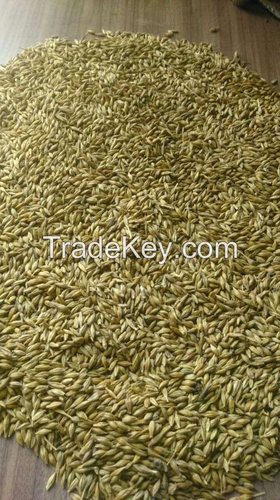 Barley animal feed 200$/MT FOB Maharastra ,India