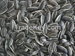  Long Type Sunflower Seeds