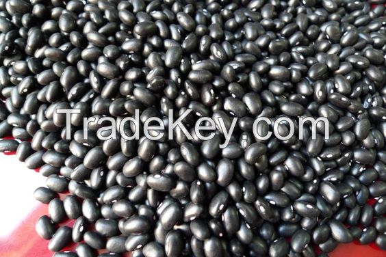 Black Matpe Bean